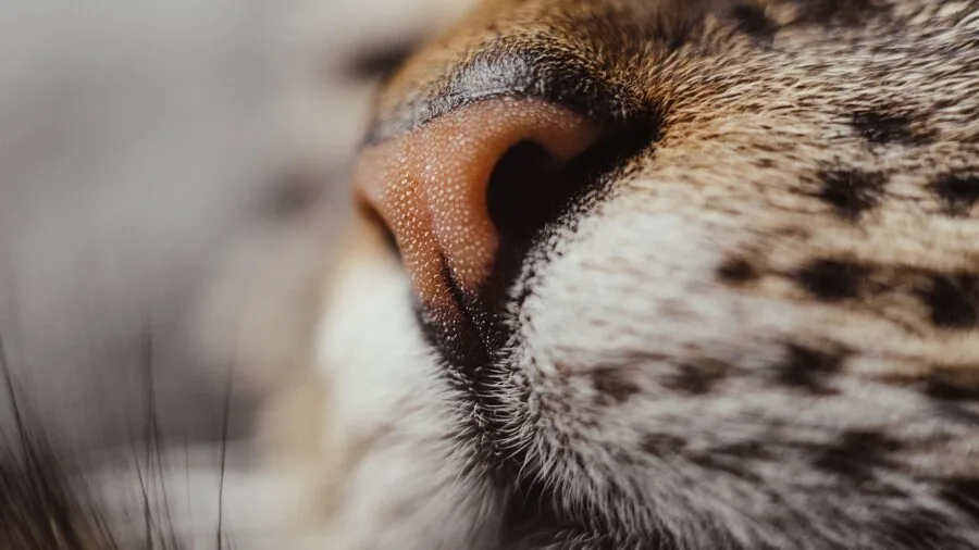 Close-up of grooming tools being used on pet fur, showing texture and detail work