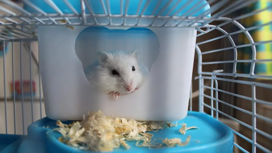 Close-up of hamster gnawing on safe wooden cage material in natural daylight