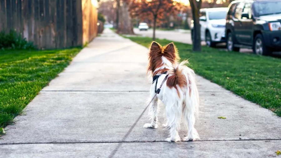 Close-up of hand gripping dog leash during outdoor walk with pet