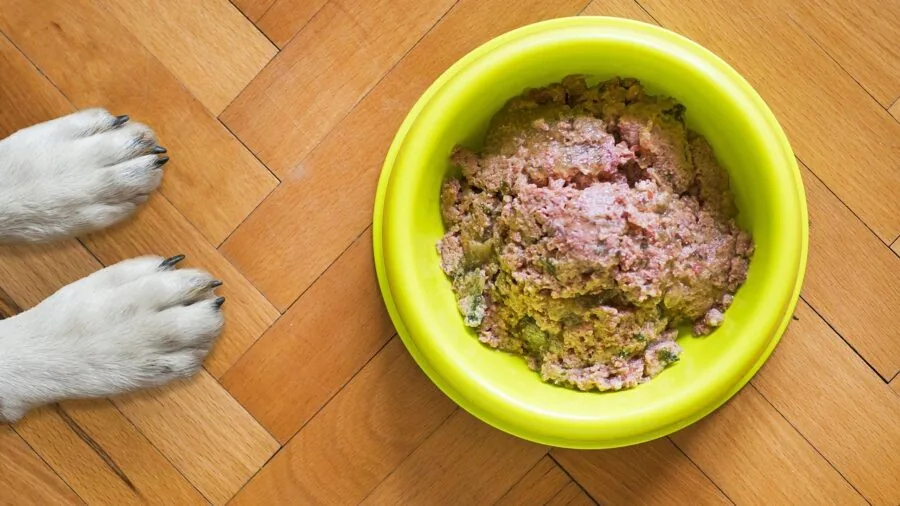 Close-up of happy dog enjoying wet food from bowl during mealtime