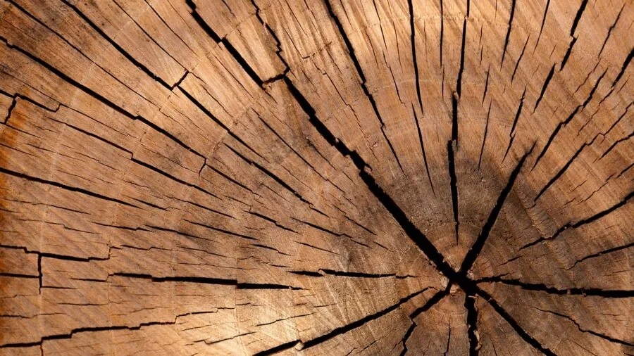 Close-up of natural wood grain and texture on a desk surface showing material quality and craftsmanship