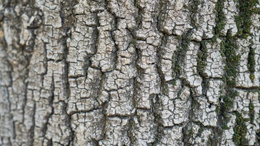 Close-up of natural wood grain and texture on a wooden surface showing material quality and durability