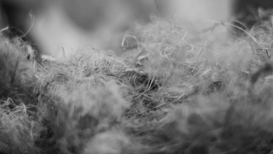 Close-up of natural wool rug texture showing fiber detail and warmth in home setting