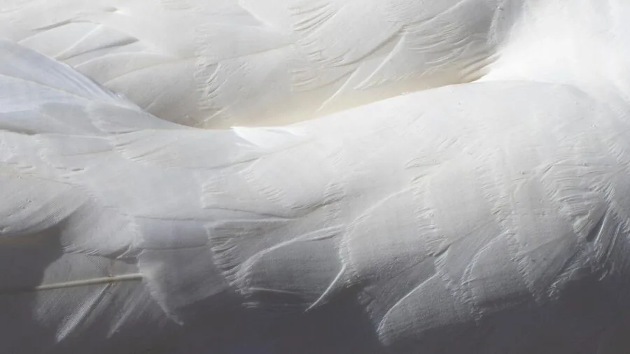 Close-up of plush white cotton towel showing soft texture and weave quality