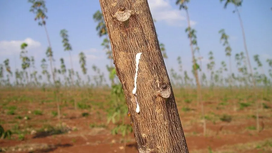 Close-up of protective rubber trim being applied to car door edge in natural daylight
