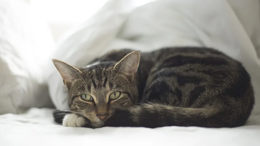 Close-up of tabby cat's paw on soft textured surface, emphasizing comfort and safety