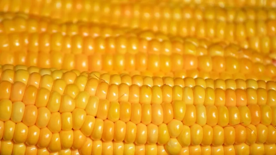 Close-up of whole corn kernels being poured or flowing, showing texture and natural agricultural setting