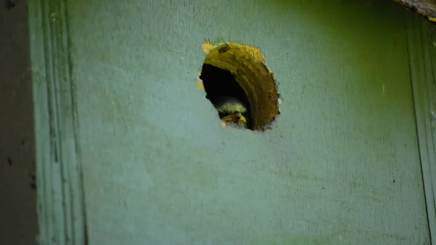 Close-up of wooden birdhouse entrance hole with measurement tools and natural outdoor lighting
