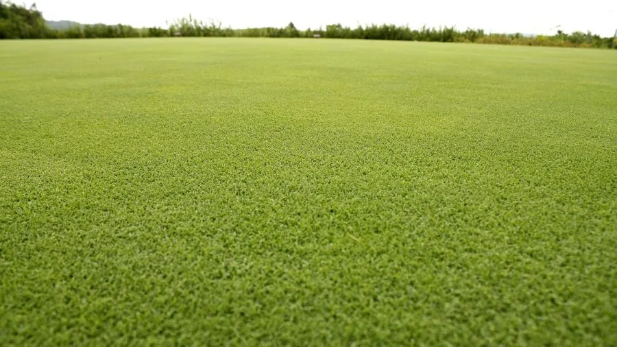 Close-up of worn grass patch on golf course showing fiber degradation and matting from repeated use