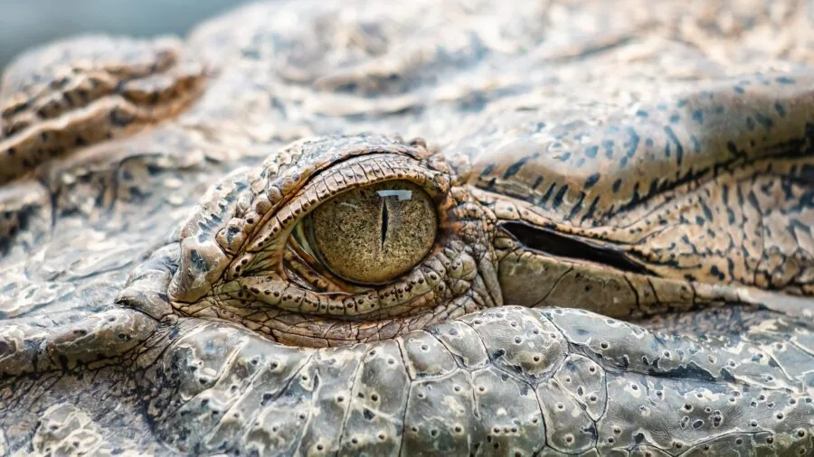 Close-up view of different reptile feeding tong tips being compared during a feeding demonstration