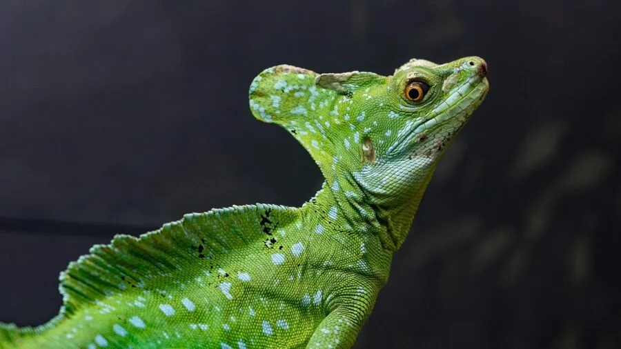 Close-up view of dust particles floating in air inside a glass terrarium with reptile habitat setup