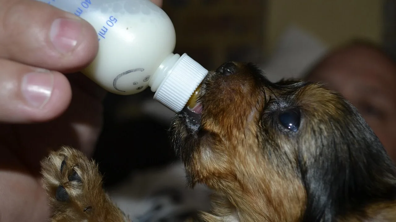 Small Pet Water Bottles Worth Buying for Every Cage and Species