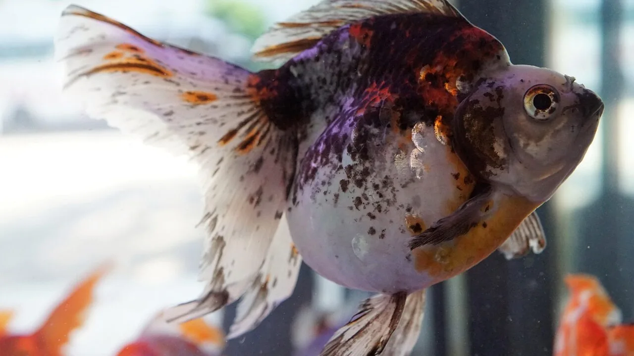 The Best Aquarium Decorations for Every Fish and Tank Style