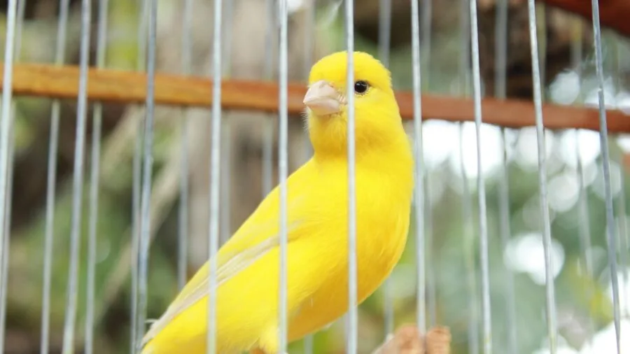 Colorful bird investigating safe natural materials inside cage habitat