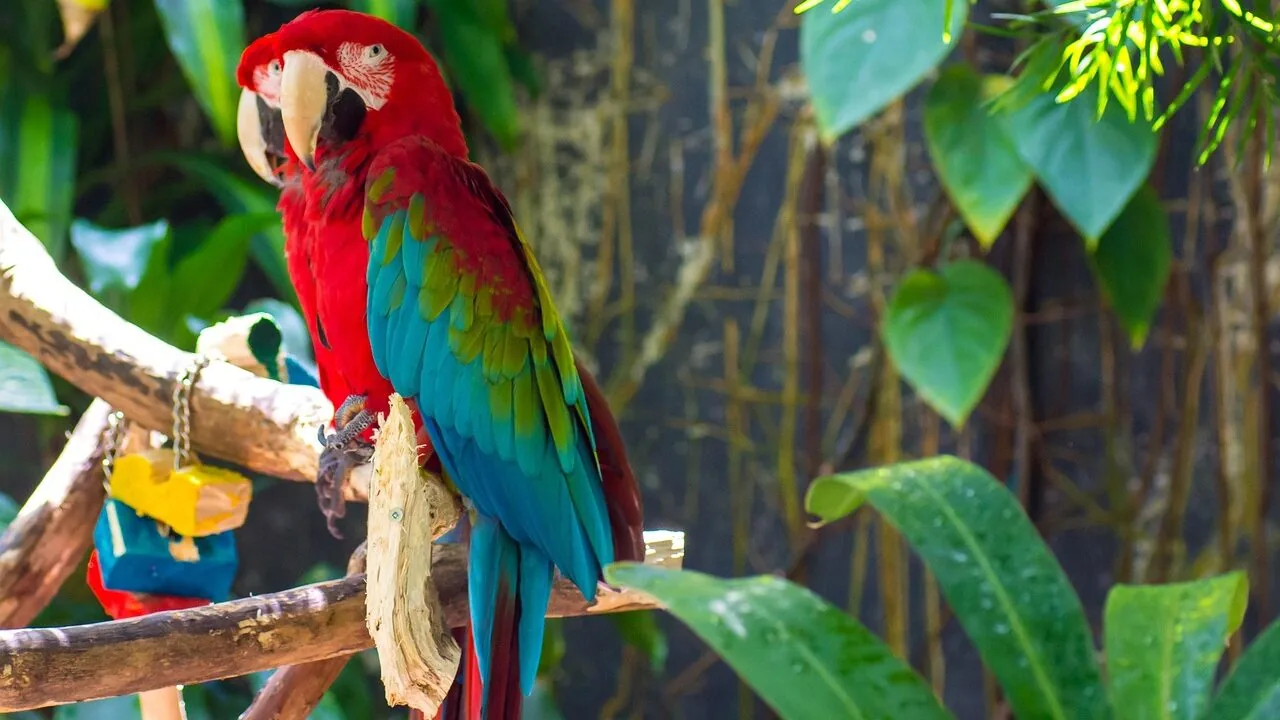 The Best Bird Perches for Parakeets, Budgies, and Cockatiels