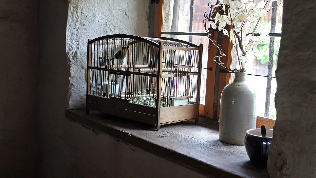 The Best Bird Swings for Parakeets, Cockatiels, and More
