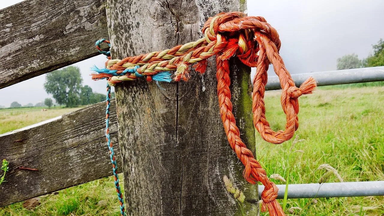 Bungee Cords Worth Buying for Every Cargo and Budget
