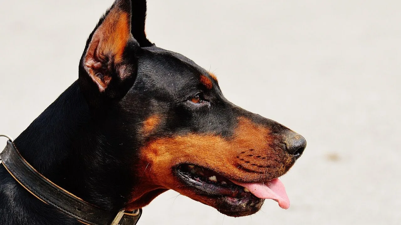 Colorful dog collars displayed on dogs, showing different styles and sizes in natural lighting