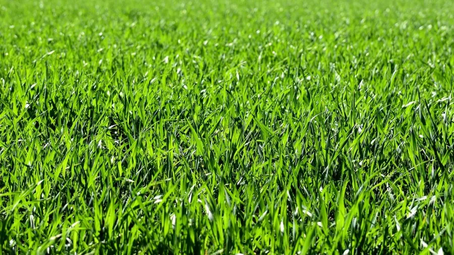 Colorful horseshoes displayed on grass during outdoor lawn game, showing different metallic finishes and colors