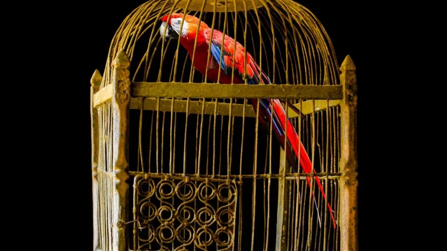 Colorful parrot attempting to escape from an open cage, demonstrating the need for secure bird carriers