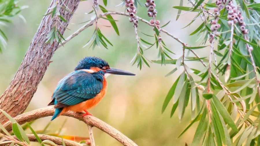 Colorful parrot exploring and foraging through natural materials and branches in enriched environment