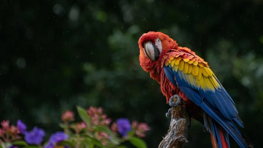Colorful parrot interacting with natural wood toy on branch in natural daylight