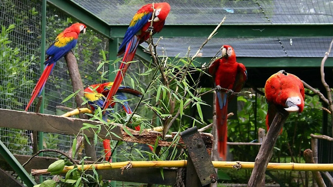 The Best Parrot Toys for Every Bird Size and Play Style
