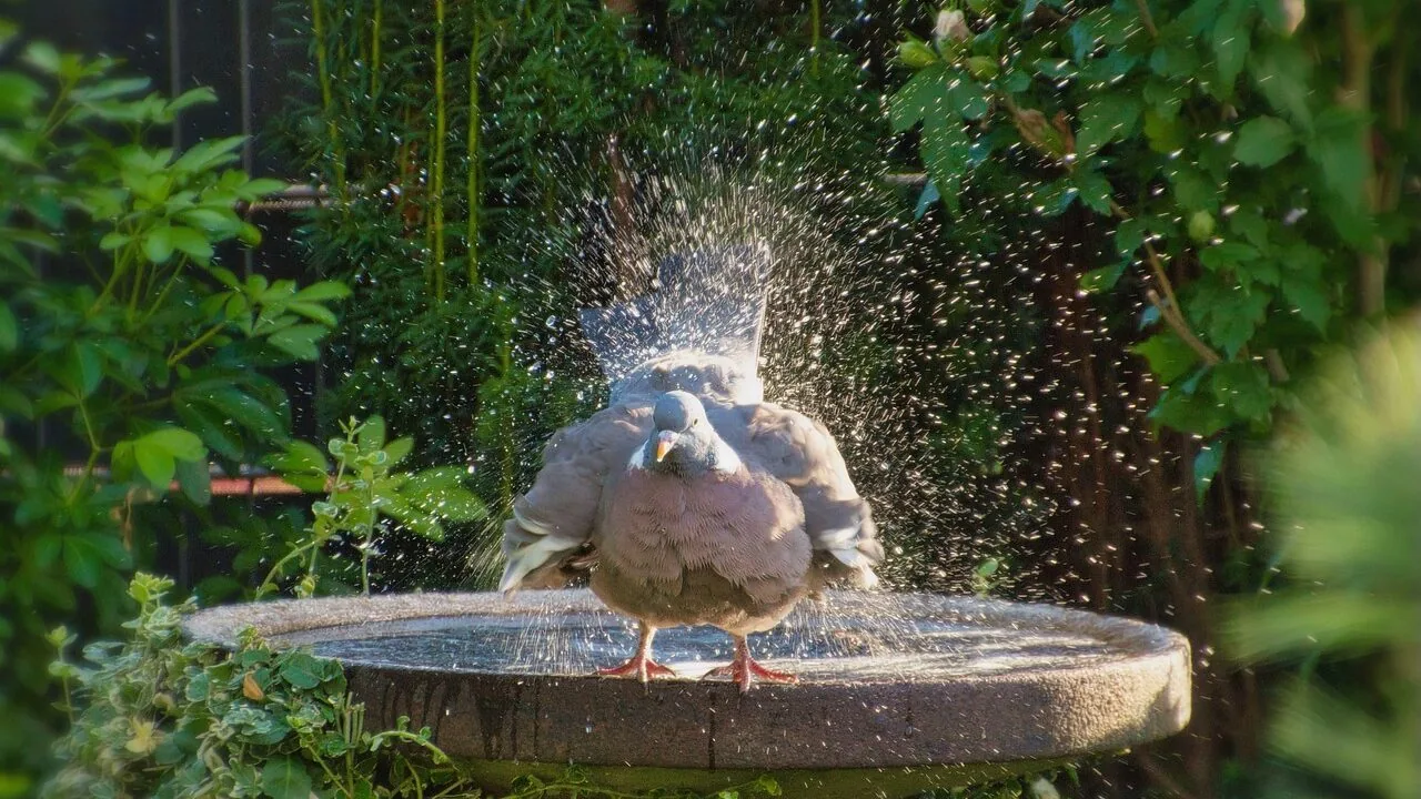 The Best Bird Baths for Every Garden and Budget