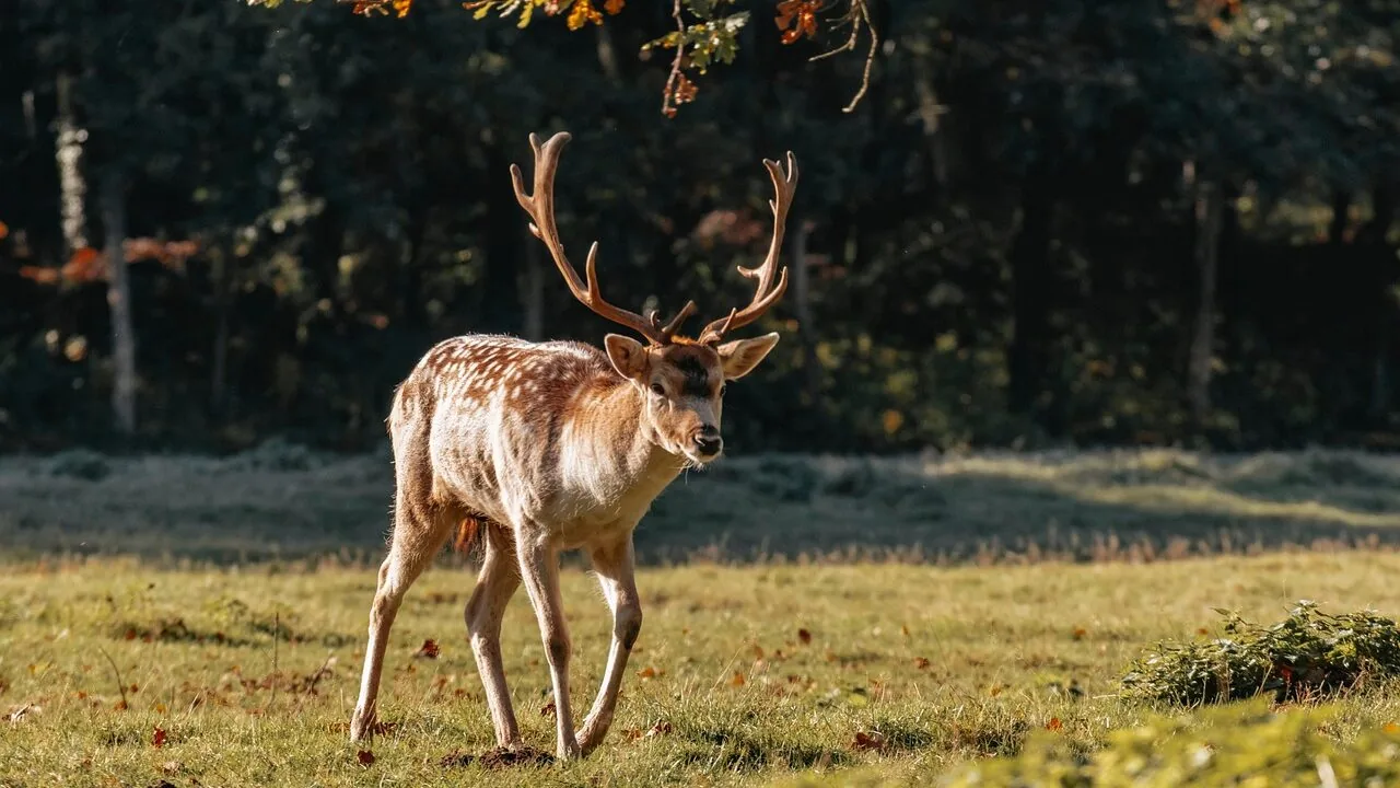 Deer Feeders Worth Buying for Every Property and Budget