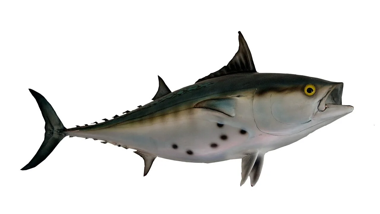 Fishing Scales Worth Buying for Every Angler and Budget