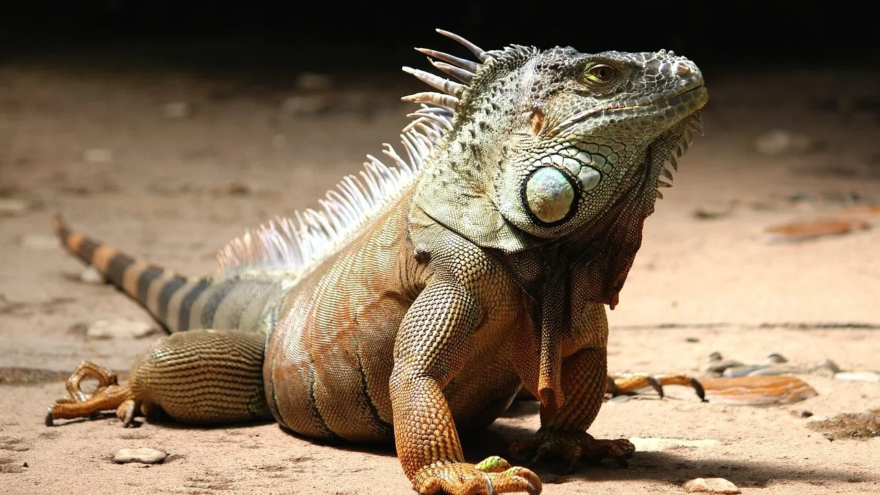 Reptile Hygrometers Worth Buying for Every Tank and Species