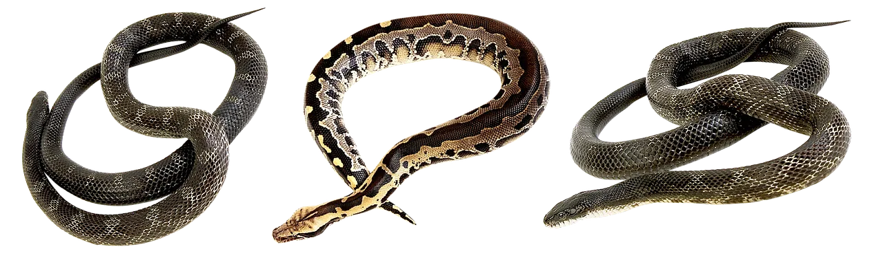 Reptile Thermometers Worth Buying for Every Enclosure