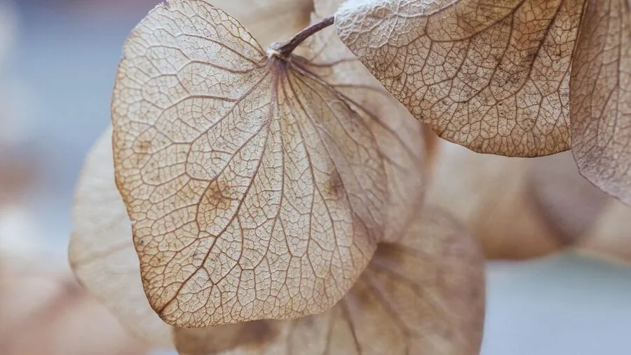 Discolored faux plant sitting in bright sunlight by window, showing UV fading and color deterioration