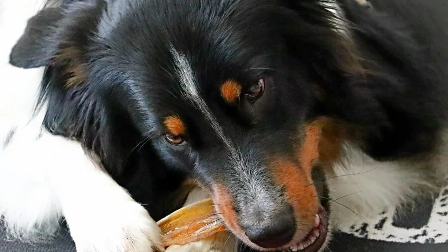 Dog actively chewing on a toy, demonstrating different chewing intensities and material durability