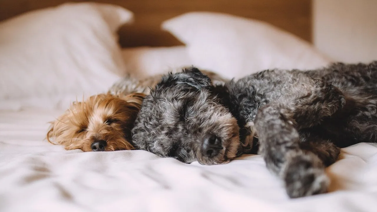 Dog bed with sleeping dog in home setting