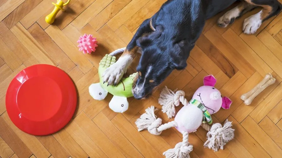 Dog comfortably holding and chewing on a toy sized appropriately for its mouth in a natural setting