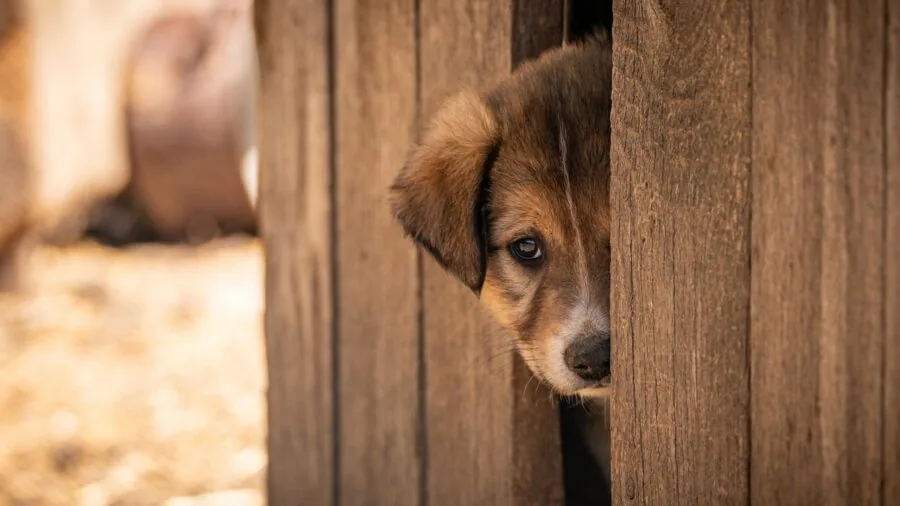 Dog crate positioned in home living space with pet inside during training