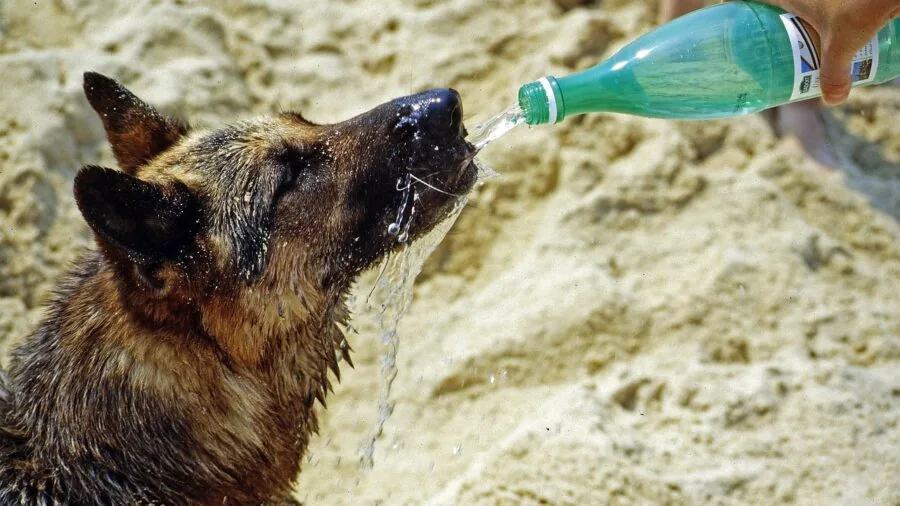 Dog drinking from water bowl during outdoor adventure trip