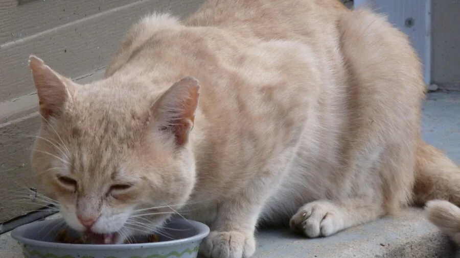 Dog eating from a bowl during mealtime, showing proper portion feeding
