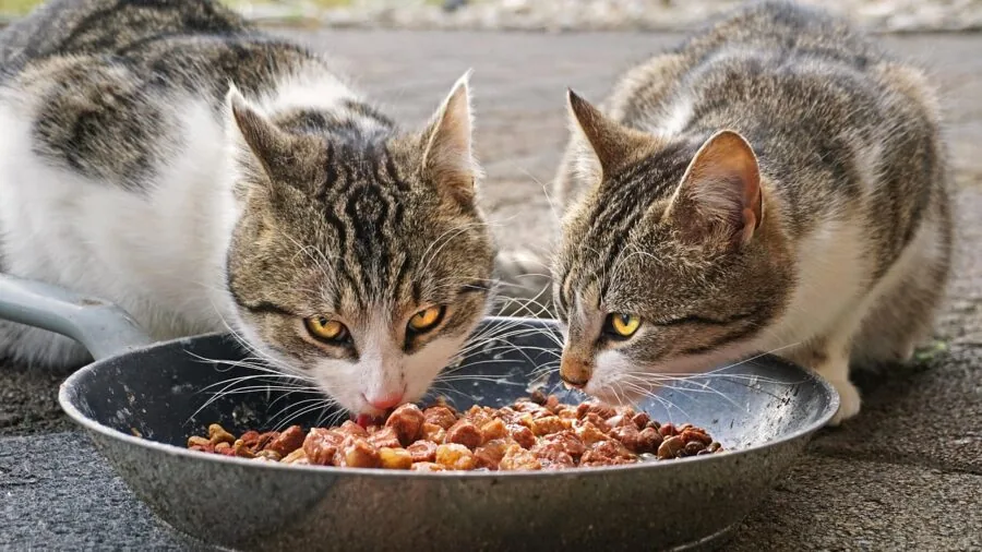 Dog eating from a bowl during outdoor mealtime in natural daylight setting