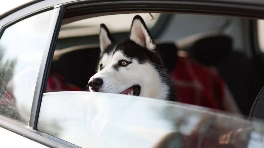 Dog enjoying fresh air and ventilation by an open window, emphasizing pet comfort and wellbeing