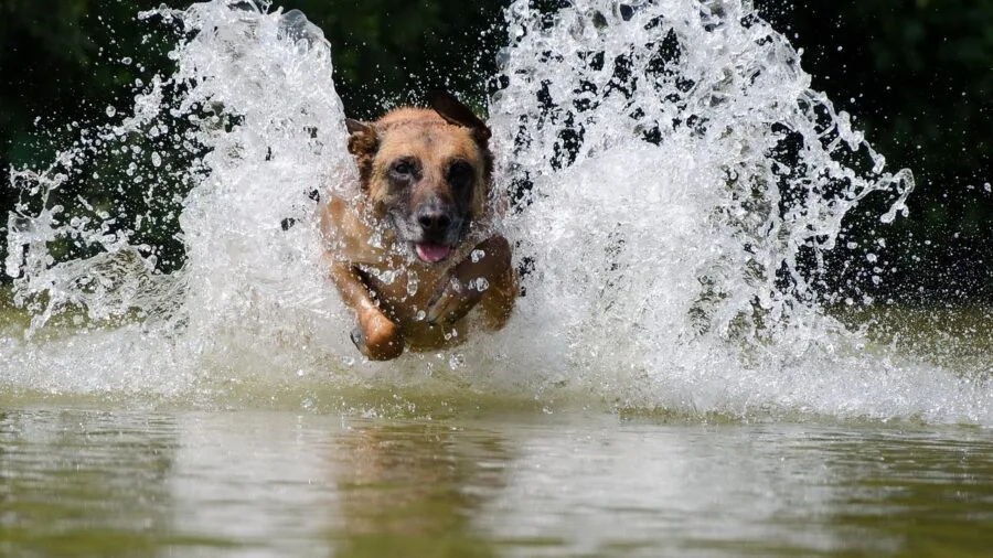 Dog enjoying water relief during hot summer day outdoors