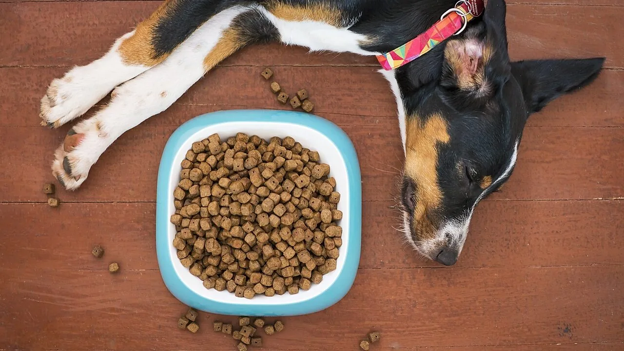 Dog Food Toppers Worth Buying for Every Bowl and Budget