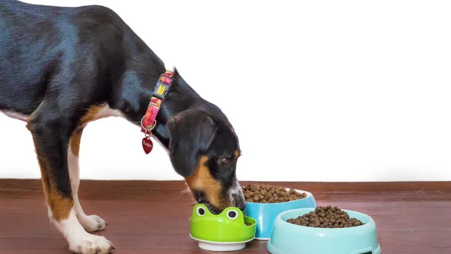 Dog happily eating a treat from owner's hand during training session