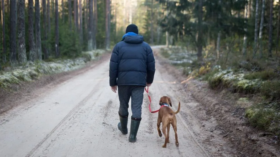 Dog hiking on mountain trail in natural outdoor setting