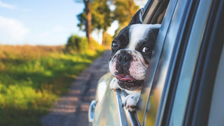 Dog in vehicle with portable crate during road trip