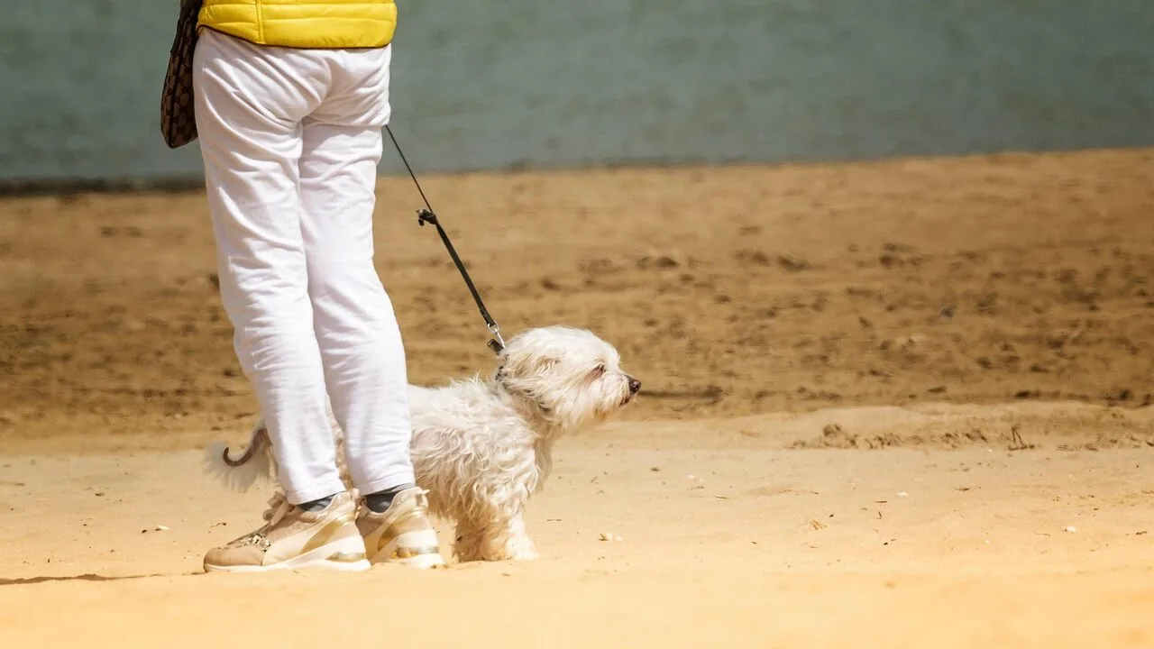 Dog leash with dog walking on path