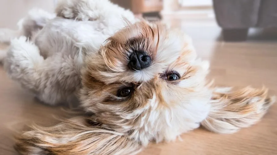 Dog lying on cool surface during hot summer day, panting peacefully