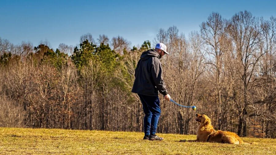 Dog of medium size playing fetch in grassy field during training session outdoors