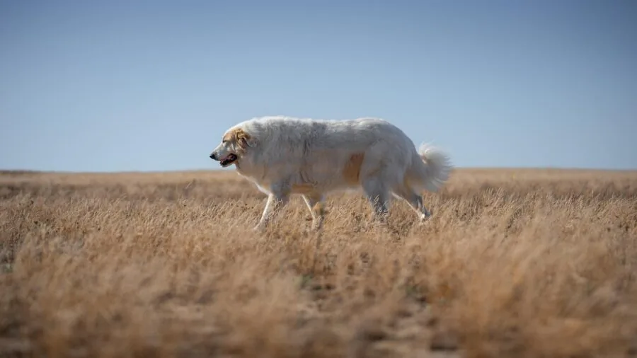 Dog on leash during dusk walk, demonstrating outdoor pet safety and visibility in low light conditions